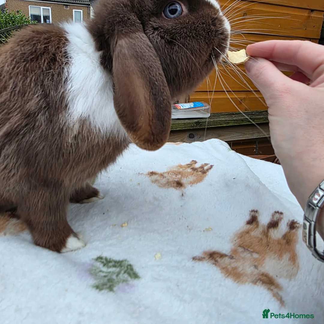 Mini Lop rabbits for sale: Mini lop 6 months old  - Advert 2