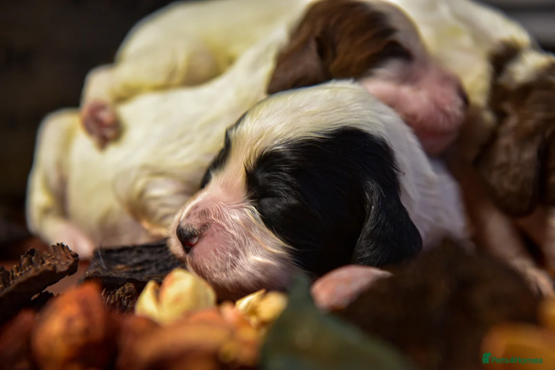 Cocker Spaniel dogs for sale: Beautiful Soft Natured Cocker Spaniels KC Reg - Advert 8