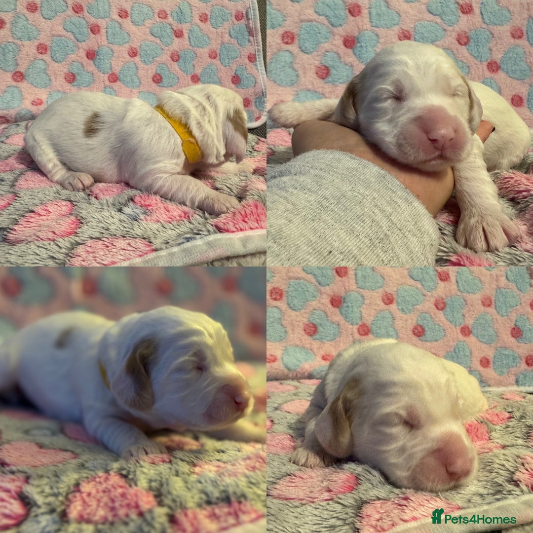 Cockapoo dogs for sale: Gorgeous F2B Cockapoo puppies  - Image 6