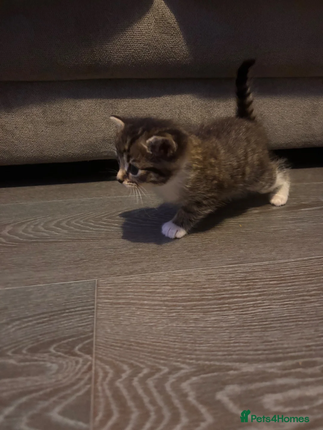Mixed Breed cats for sale: Kittens for sale - Advert 9