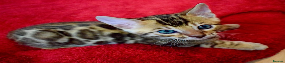 Bengal Kitten 2