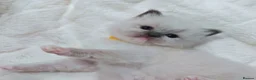 Ragdoll cats for sale: Raised with Love, looking for Forever homes - Advert 13