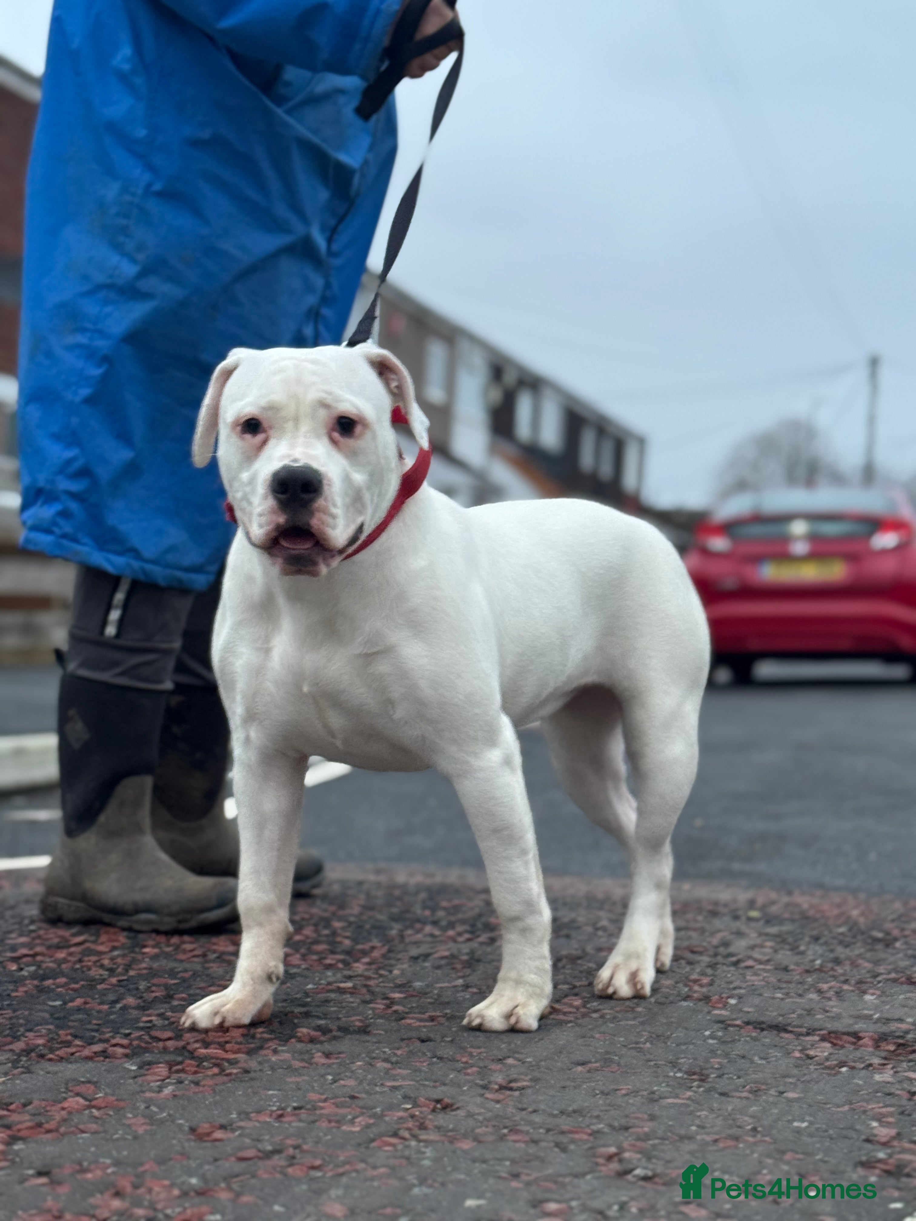 American Bulldog dogs American bulldog  - Advert 13