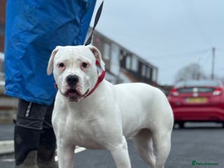 American Bulldog dogs American bulldog - Advert 11