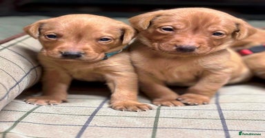 Labrador Retriever dogs - Advert 11