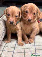 Labrador Retriever dogs - Advert 11