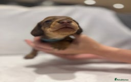 Dachshund dogs for sale: Dachshund puppies  - Image 26