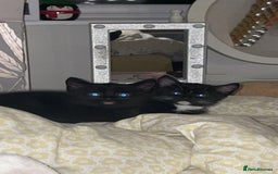 Mixed Breed cats for sale: Beautiful kittens.  - Image 1