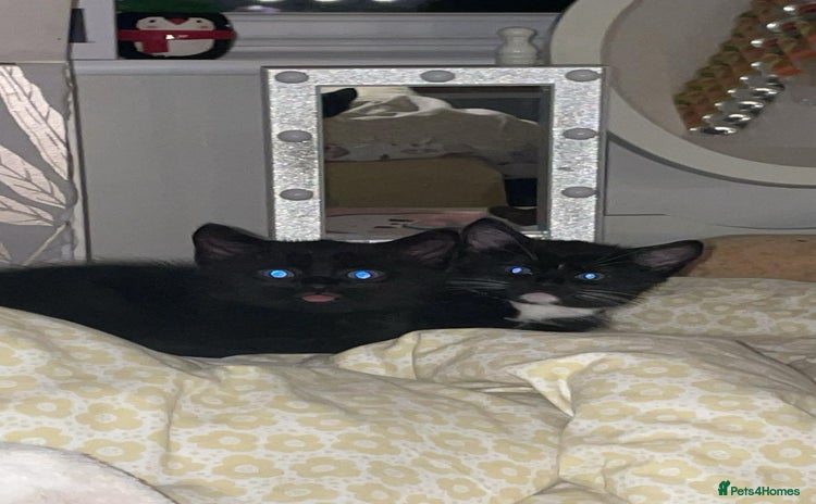 Mixed Breed cats for sale - Advert 1