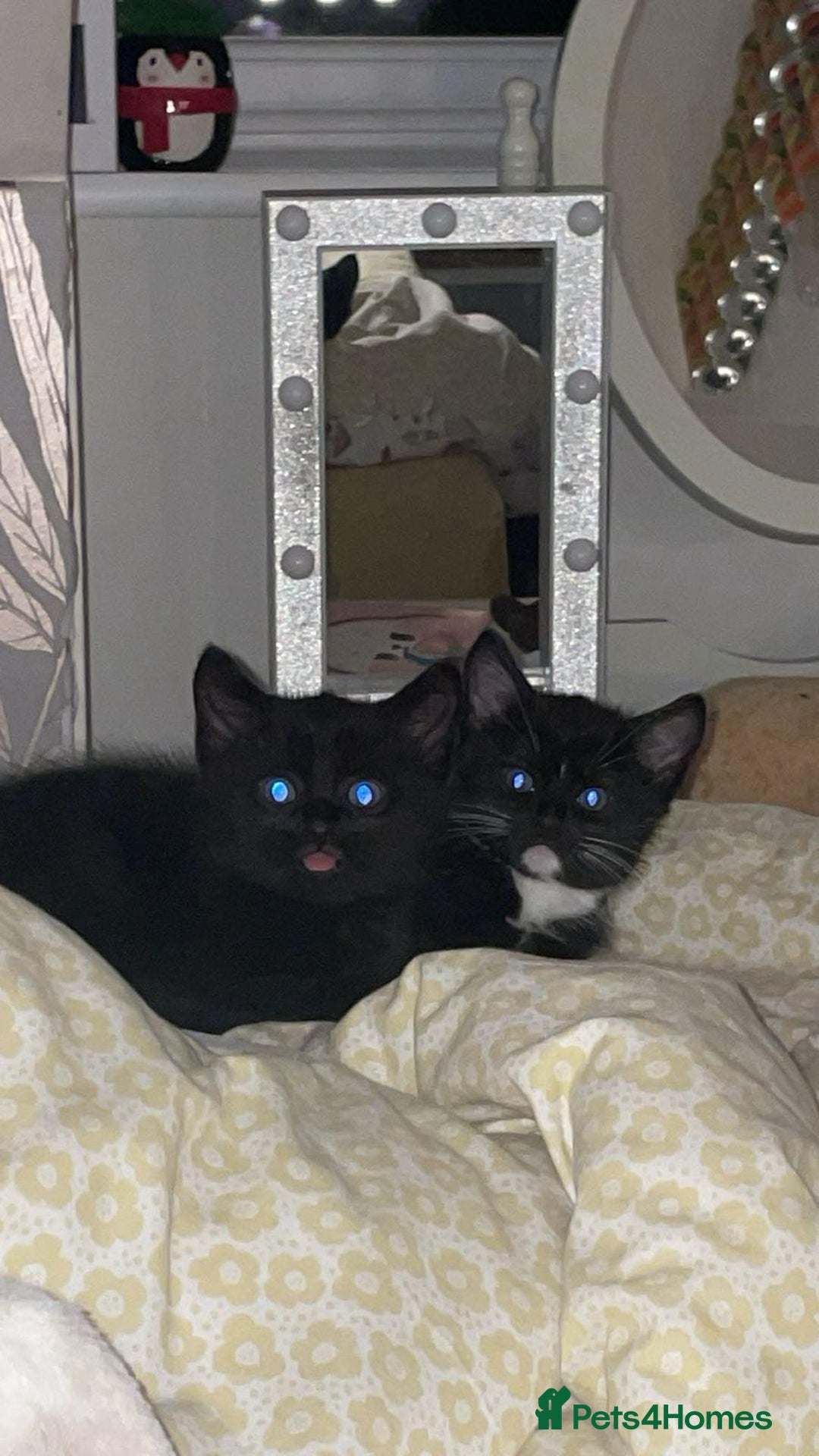 Mixed Breed cats for sale: Beautiful kittens.  - Image 1