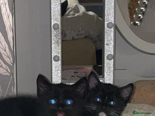 Mixed Breed cats - Advert 2