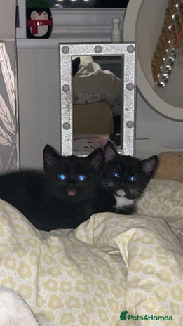 Mixed Breed cats - Advert 8