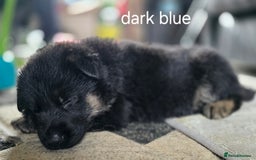 German Shepherd dogs for sale: German shepard pups - Image 7