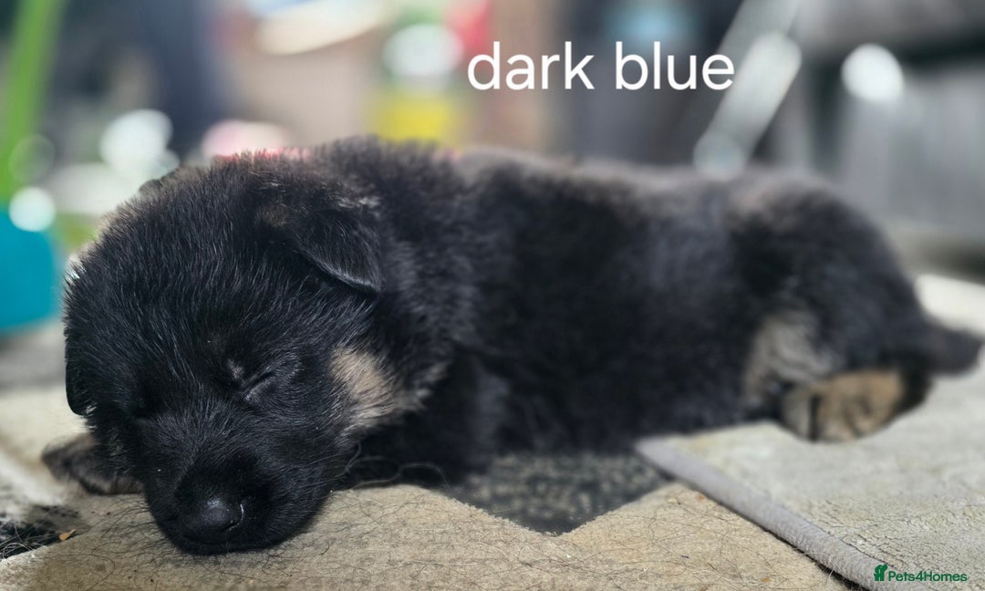 German Shepherd dogs for sale: German shepard pups - Image 7