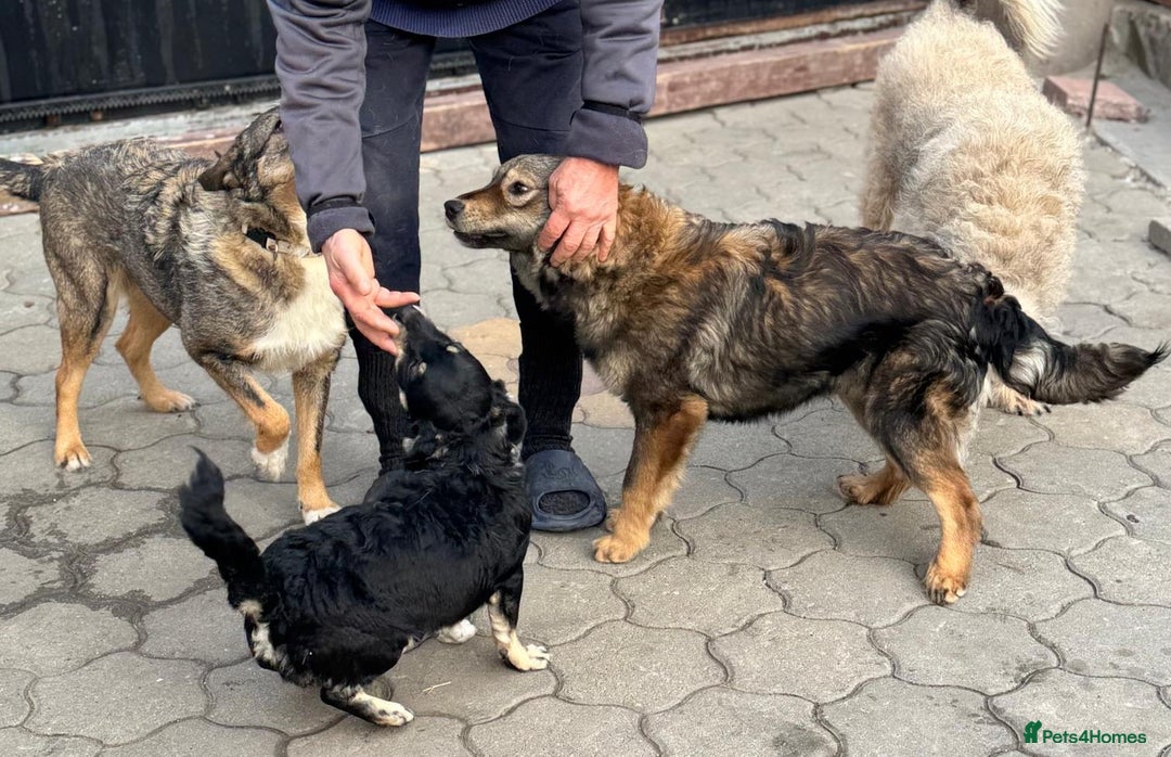 Mixed Breed dogs for adoption: RITA – a Superb young Girl for a Loving Home - Advert 25