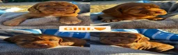 Cocker Spaniel dogs for sale: KC REGISTERED, WORKING COCKER SPANIEL PUPPIES🐶🐾 - Advert 7
