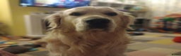Golden Retriever dogs for stud: Stunning KC registered, Golden Retriever  in Sleaford - Advert 12