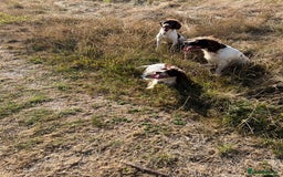 English Springer Spaniel dogs for sale: Working Springer Spaniel Puppies  - Image 12