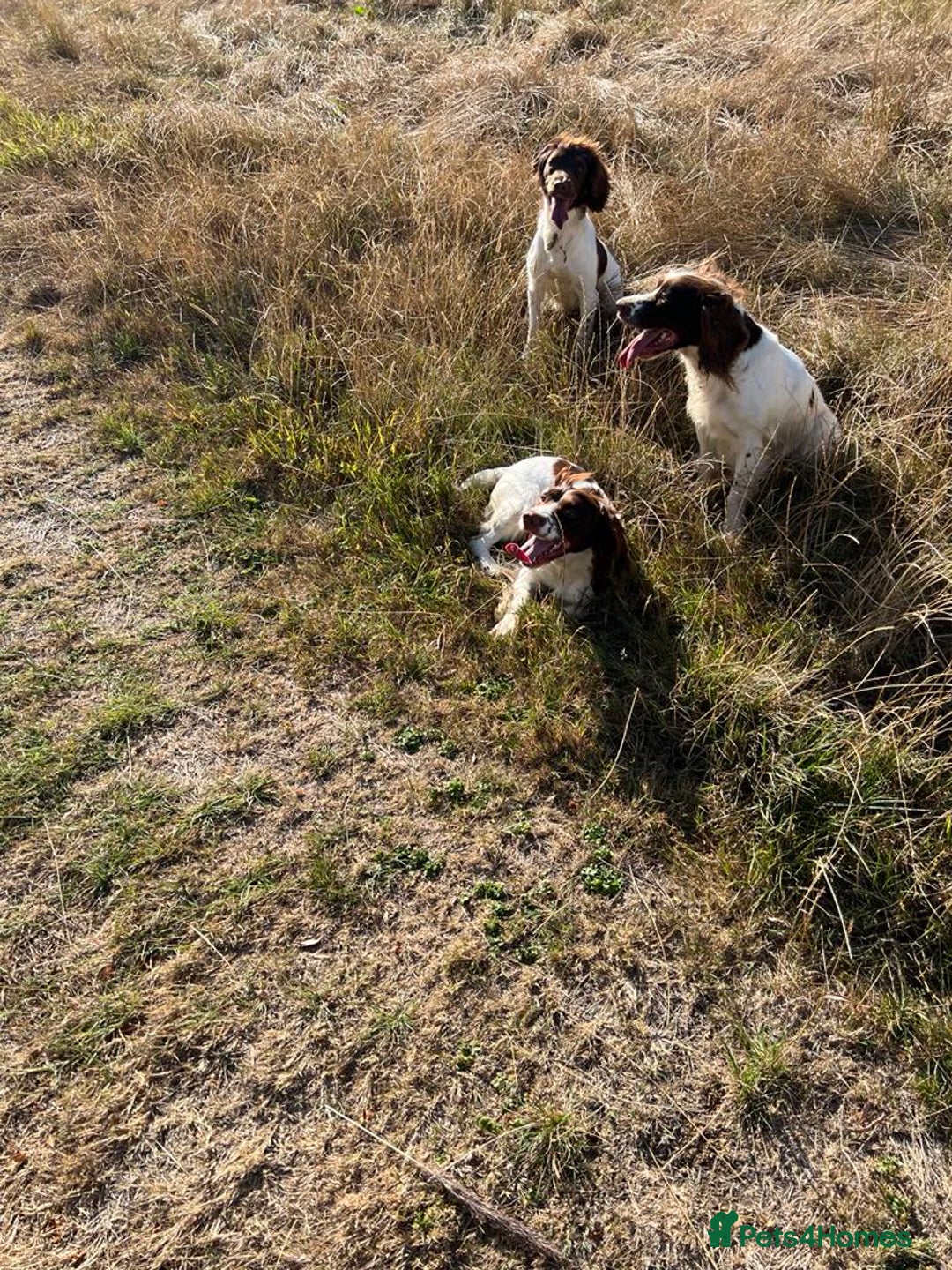 English Springer Spaniel dogs for sale: Working Springer Spaniel Puppies  - Image 12