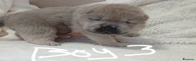 Chow Chow Puppy 3