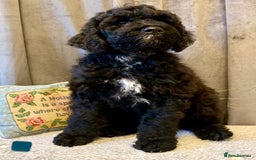 Portuguese Water Dog dogs for sale: Portuguese Water Dog Puppies For Sale - Image 27