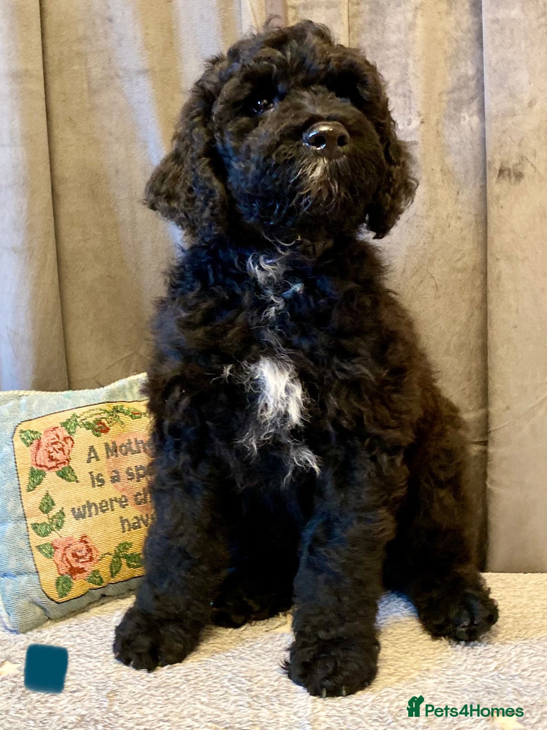 Portuguese Water Dog dogs for sale: Portuguese Water Dog Puppies For Sale - Image 27