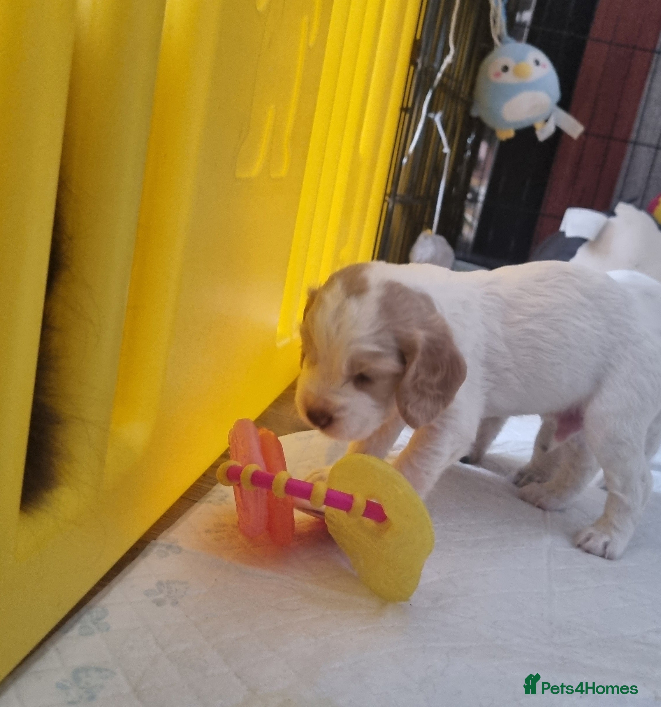 Cocker Spaniel dogs Adorable Cocker Spaniel Puppies for Sale 🐾 - Advert 2