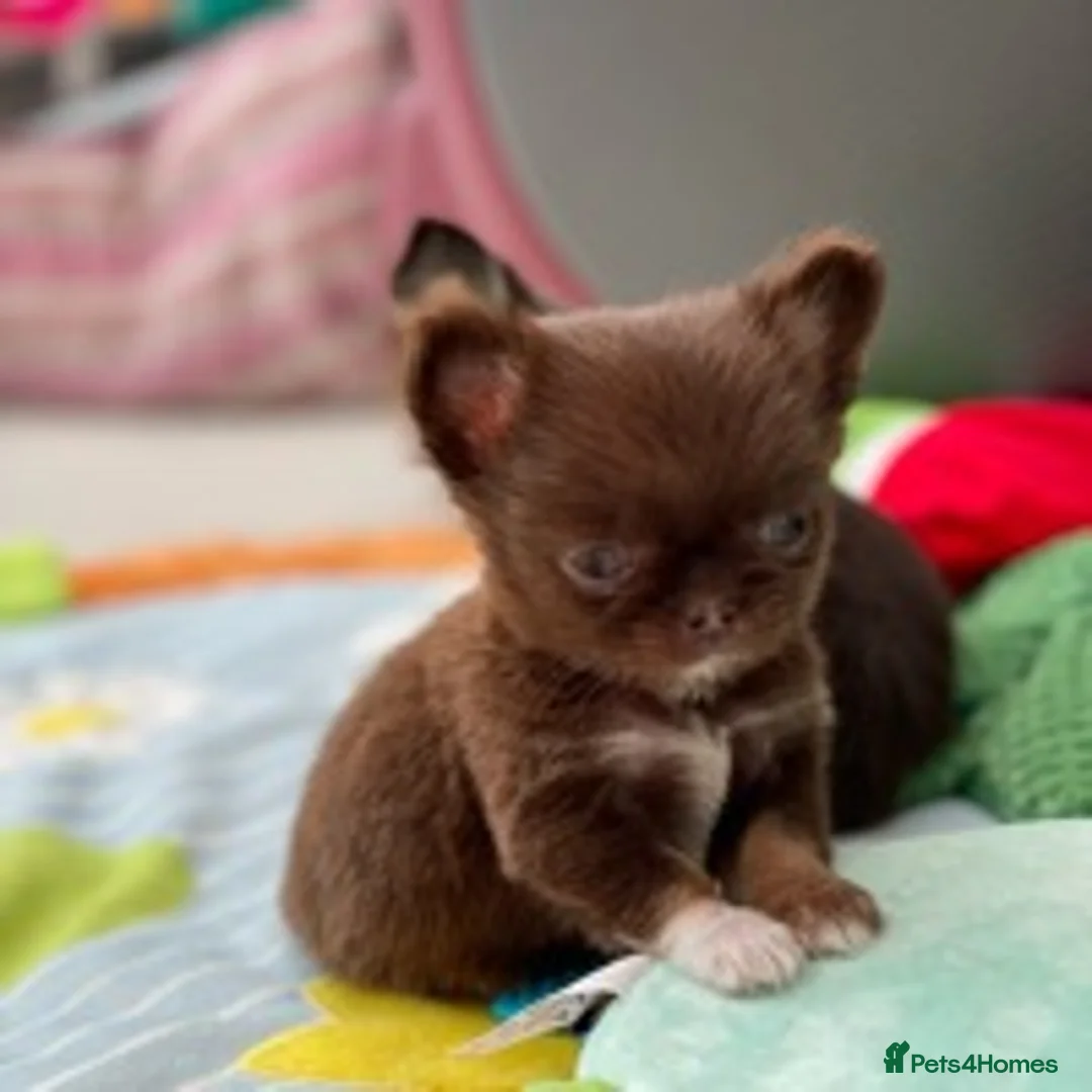 Chihuahua dogs for stud: Extra tiny chocolate and tan stud dog DNA tested in Rotherham - Advert 14