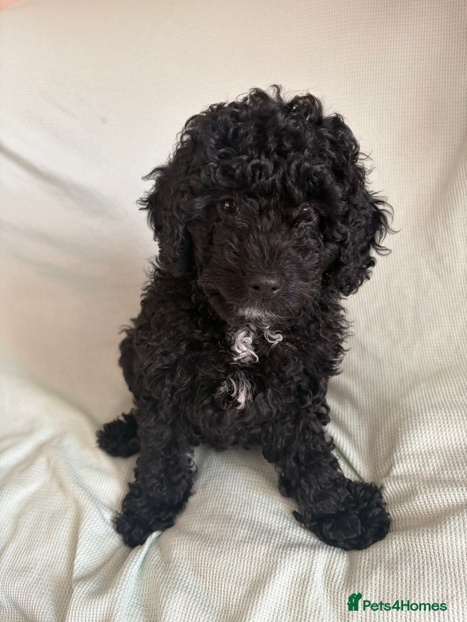 Cavapoo dogs READY TO LEAVE BLACK & WHITE TEDDY BEAR CAVAPOO - Advert 12