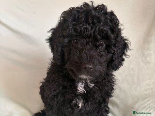 Cavapoo dogs READY TO LEAVE BLACK & WHITE TEDDY BEAR CAVAPOO - Advert 12