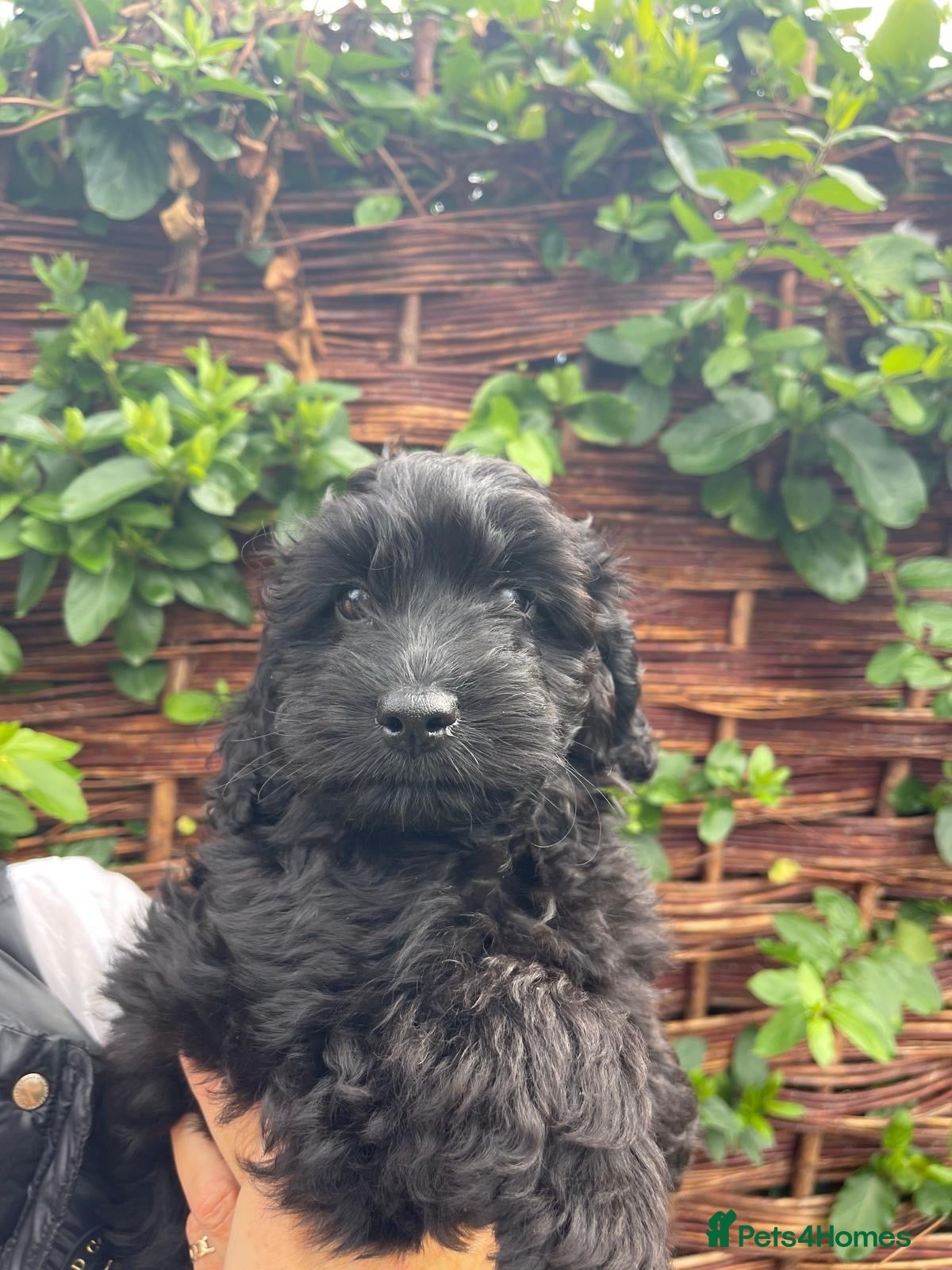 Cockapoo dogs F1 cockapoo curly black boy - Advert 4