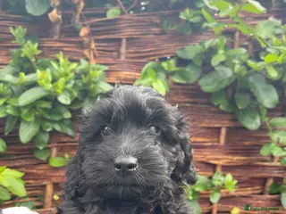 Cockapoo dogs F1 cockapoo curly black boy - Advert 4