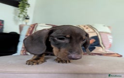 Miniature Dachshund dogs for sale: Miniature Dachshund Puppies for Sale to good home. in Oldham - Image 3