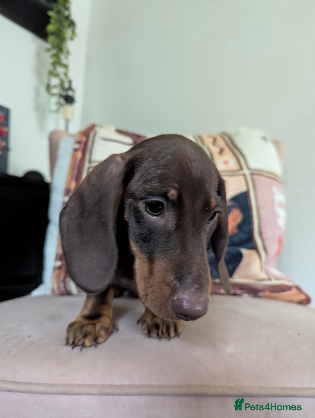 Miniature Dachshund dogs for sale: Miniature Dachshund Puppies for Sale to good home. in Oldham - Image 3