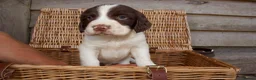 English Springer Spaniel dogs for sale: Springer Spaniels  - Advert 7