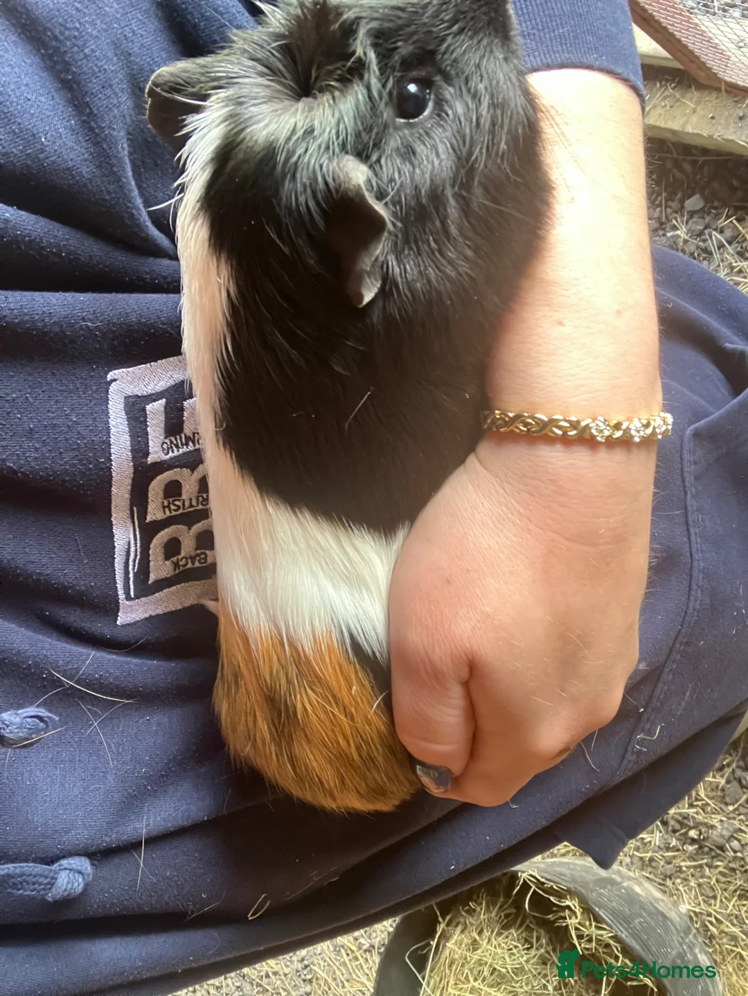Guinea Pig rodents for sale: Male guinea pigs for sale  - Advert 1