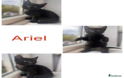 Mixed Breed cats for sale: 4 female kittens - Image 1