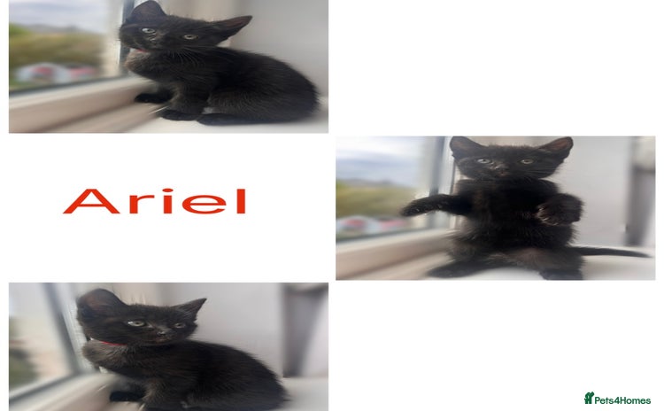 Mixed Breed cats - Advert 6
