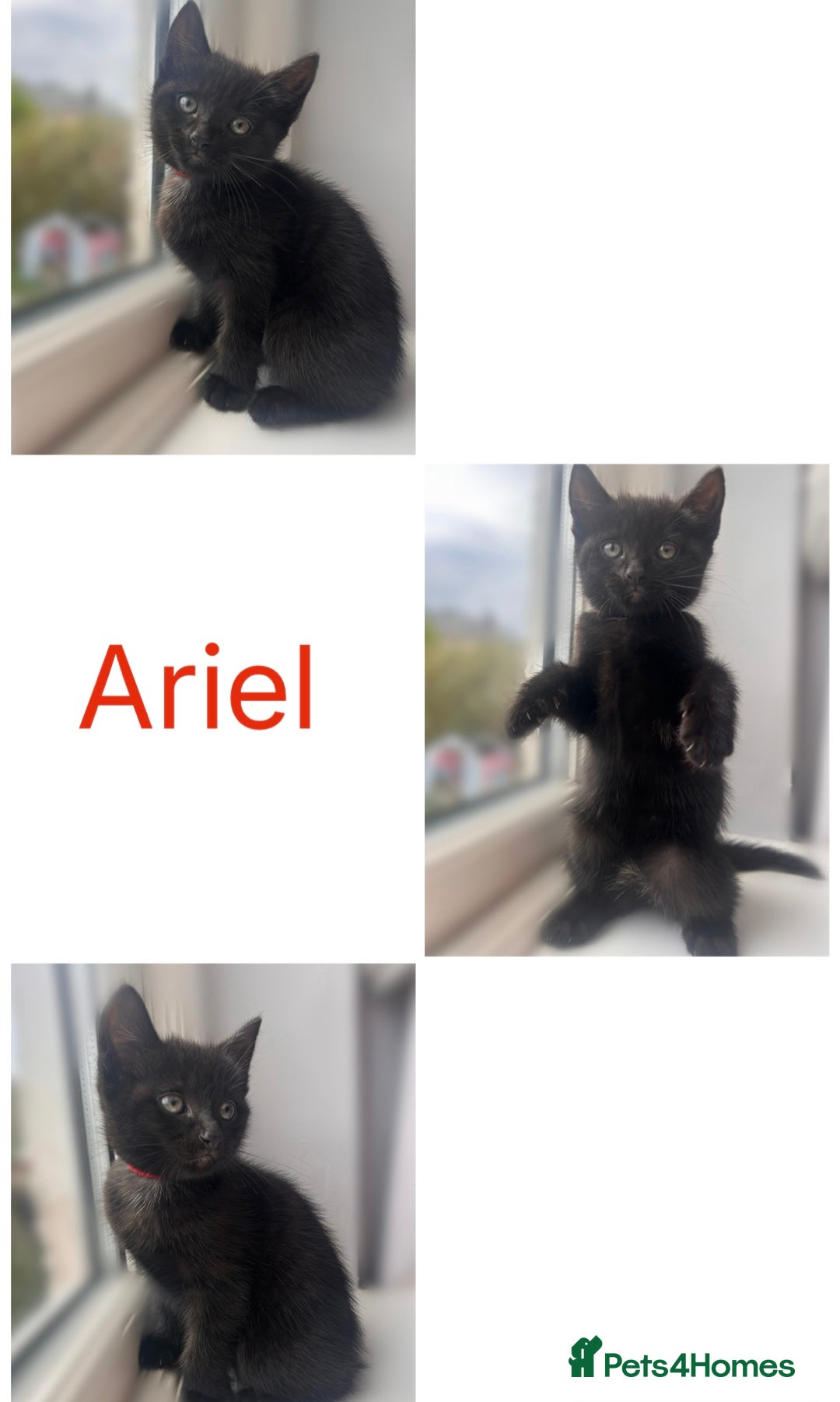 Mixed Breed cats for sale: 4 female kittens - Image 1