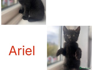 Mixed Breed cats - Advert 2