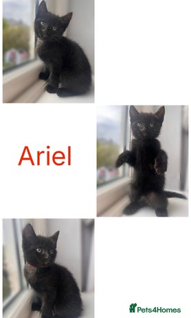 Mixed Breed cats - Advert 6
