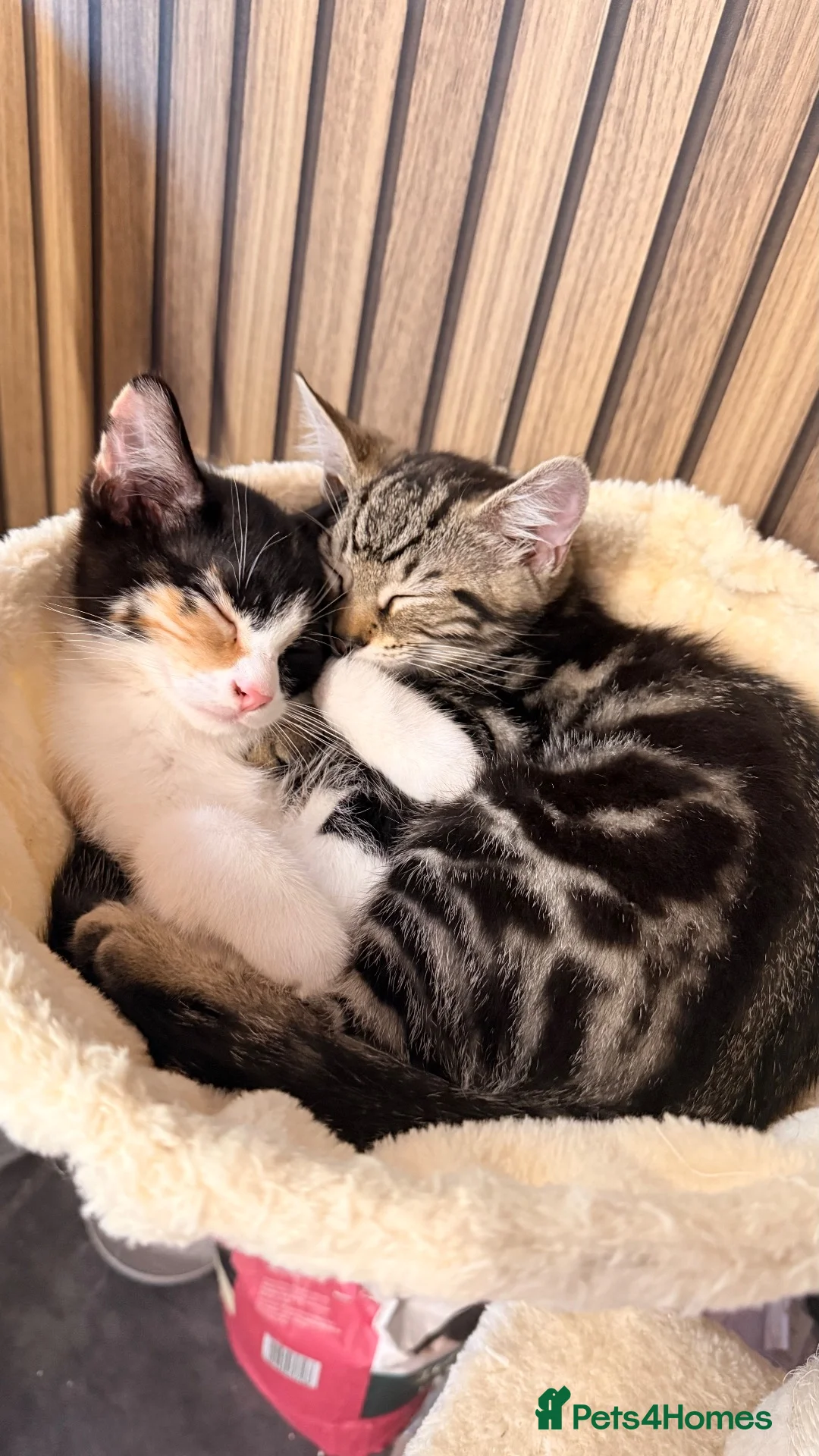 Mixed Breed cats for sale: Brother and sister kitten  in Chelmsford - Advert 2