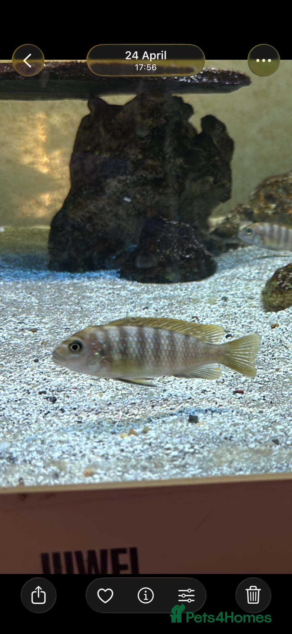 Cichlids fish Mixed African cichlids for sale - Advert 1