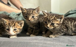 Mixed Breed cats for sale: 3 playful kittens  - Image 4