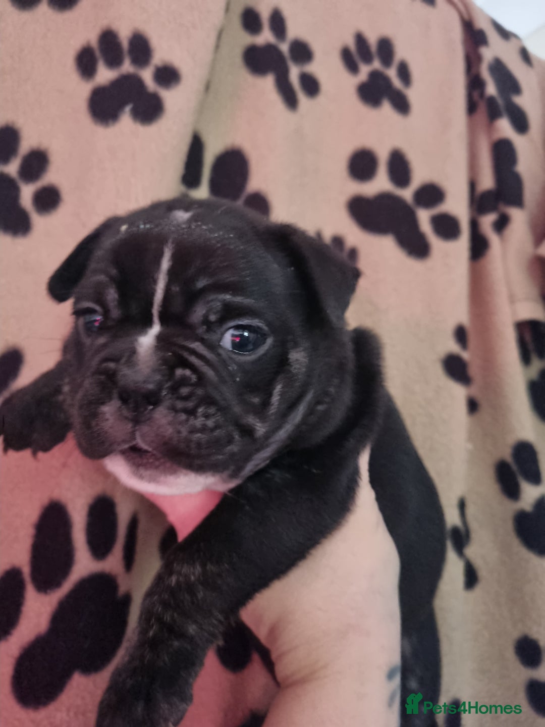 Mixed Breed dogs for sale: French bulldog puppys - Advert 3