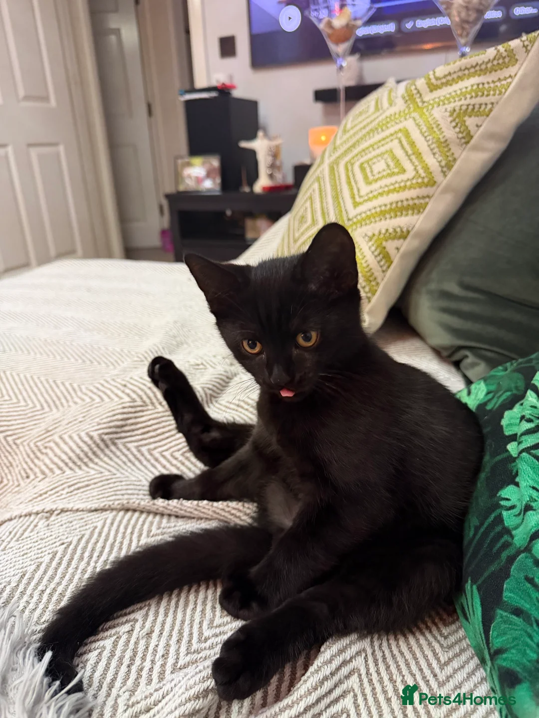 Mixed Breed cats for sale: Two Beautiful Kittens Looking for Loving Homes - Advert 2