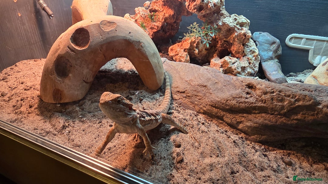 Bearded Dragon reptiles for sale: Bambam the beardy - Advert 3