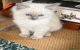 Ragdoll cats for sale:  Beautiful Blue colour point Ragdoll kittens   - Image 11