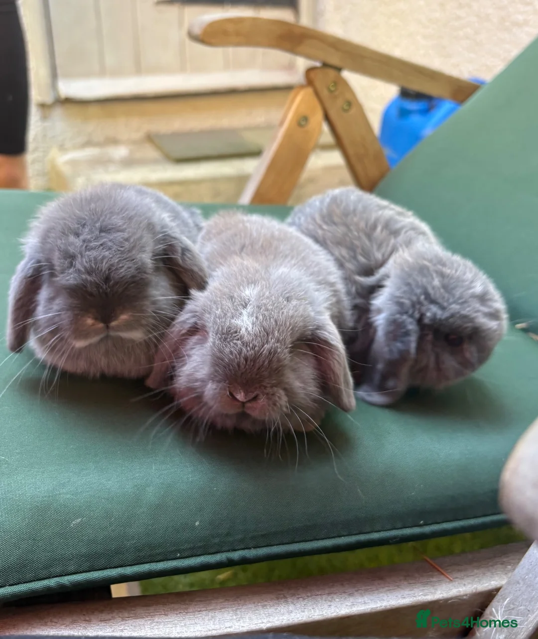 Mini Lop rabbits for sale: 3 Beautiful baby boy mini lops needing good homes in Bridport - Advert 2