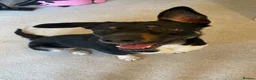 Mixed Breed dogs for sale: Urgent home needed as change of circumstances - Advert 3